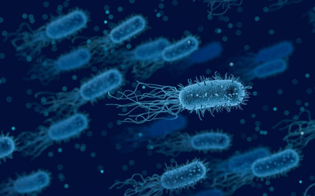 Protect Against Pathogens: The Danger of E.Coli