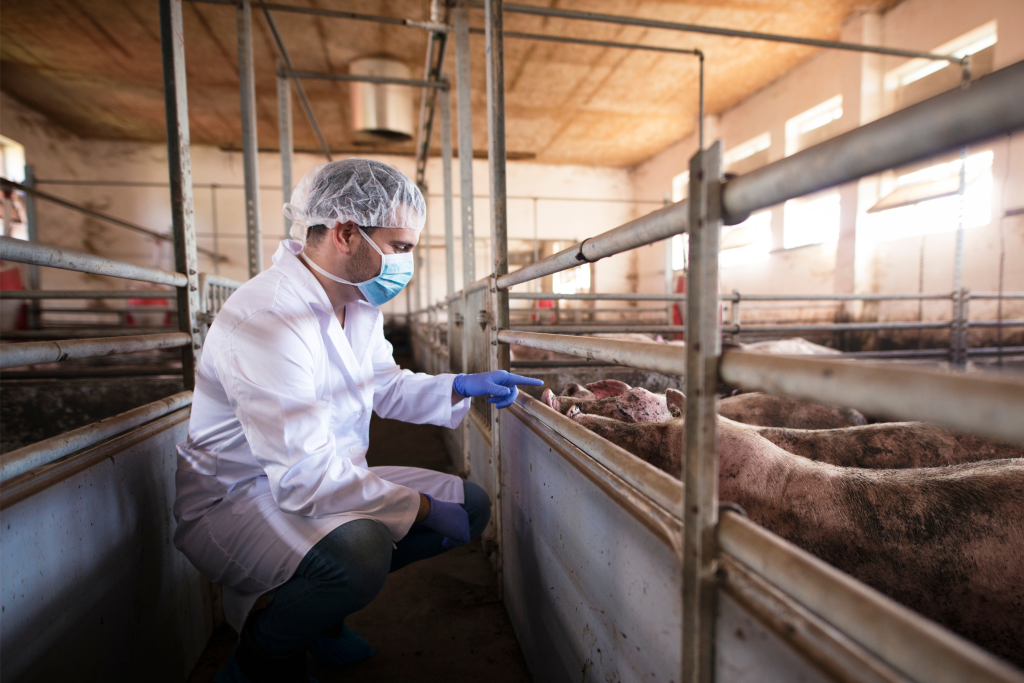 Livestock worker wearing protective wear after using a shoe sanitizing station.