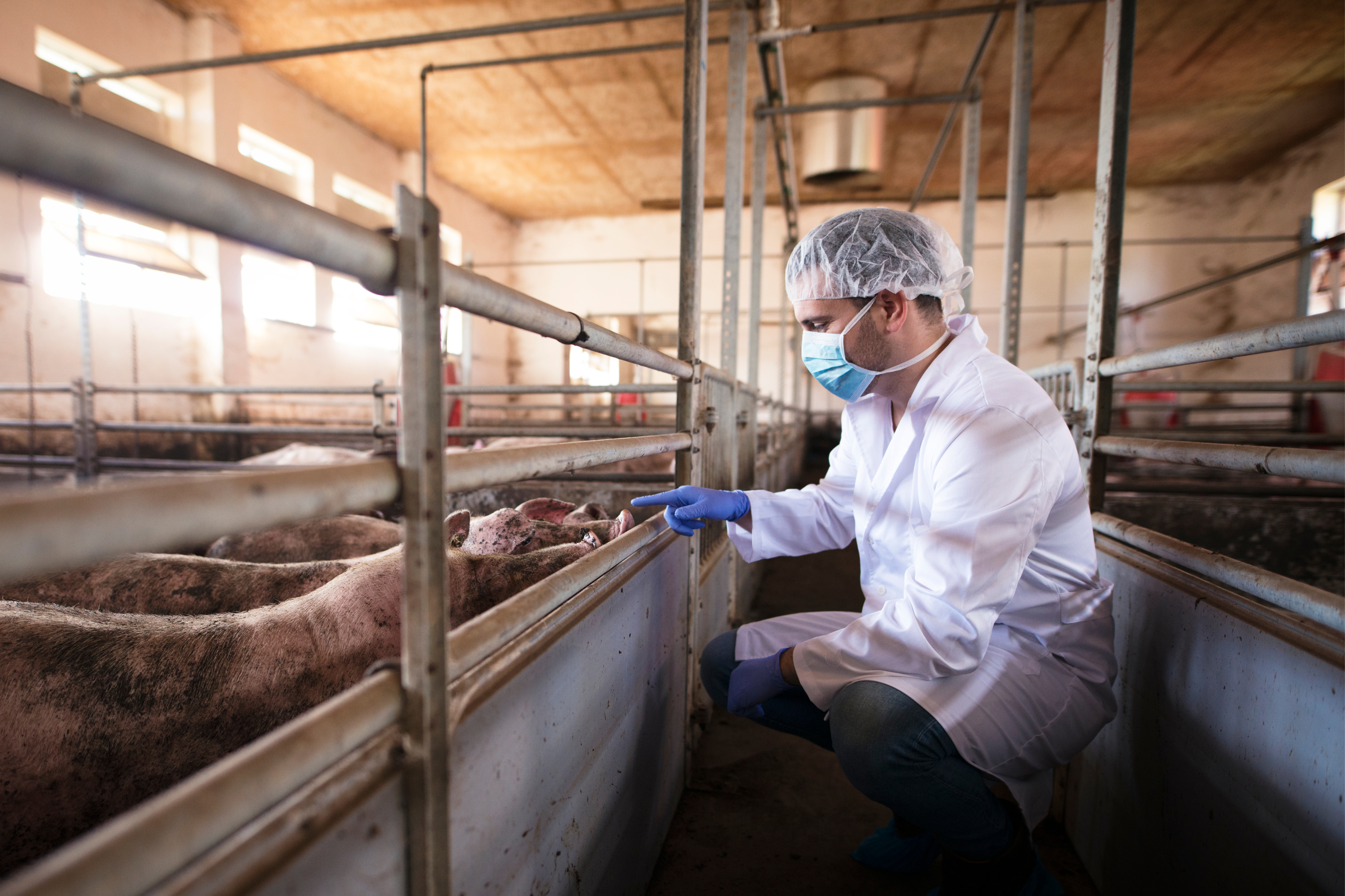 Livestock worker wearing protective wear after using a shoe sanitizing station.