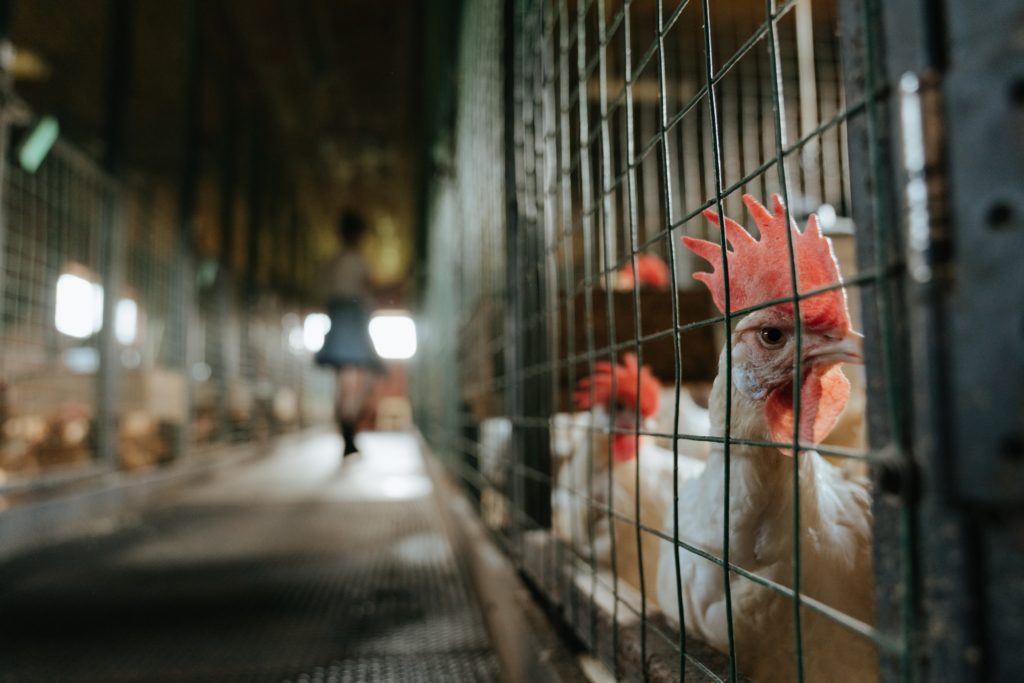 Chickens in an agricultural setting